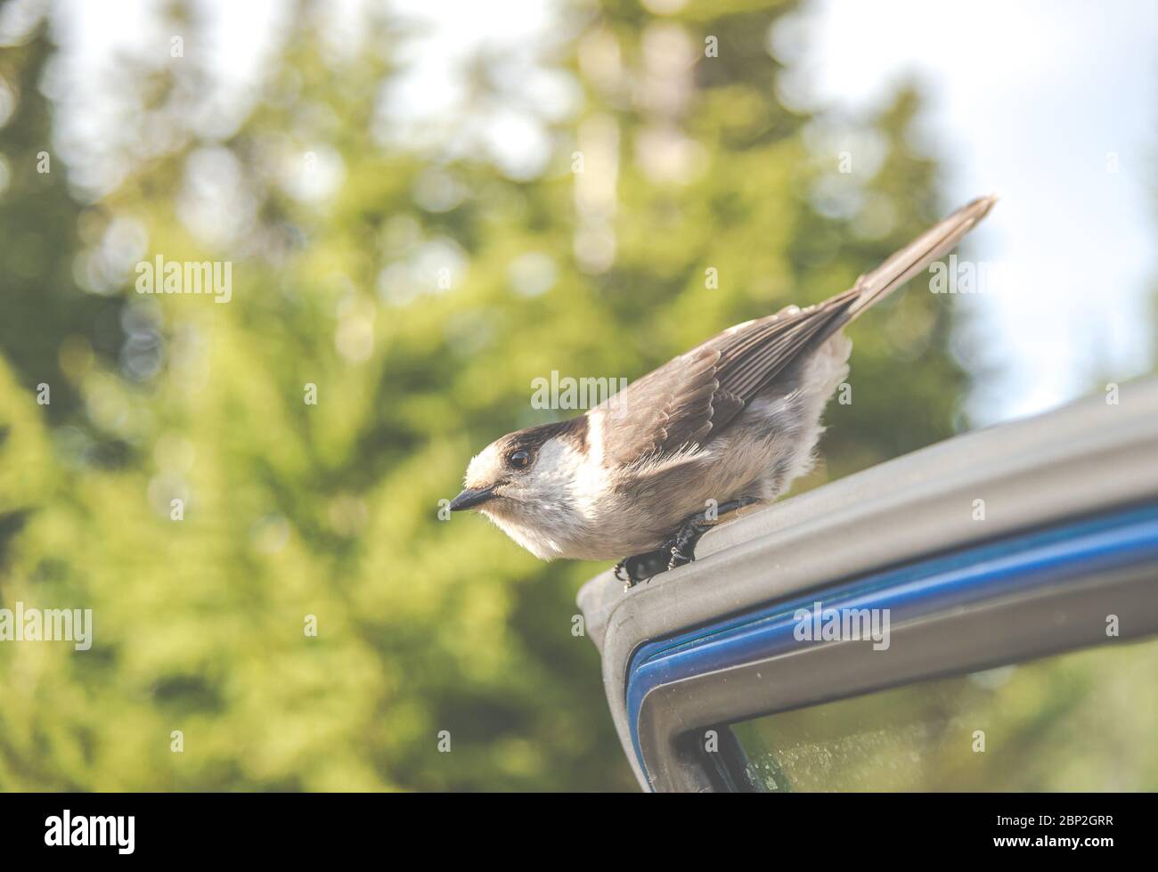 scene of a cute Eastern Phoebe resting on the car's door in the sunny day.. Stock Photo