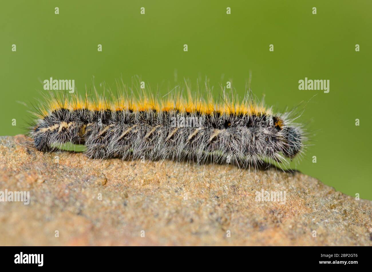 Grass Eggar Moth Larva Stock Photo Alamy