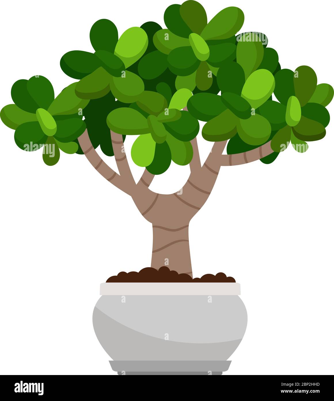 Crassula ovata house plant in flower pot, vector icon on white background Stock Vector