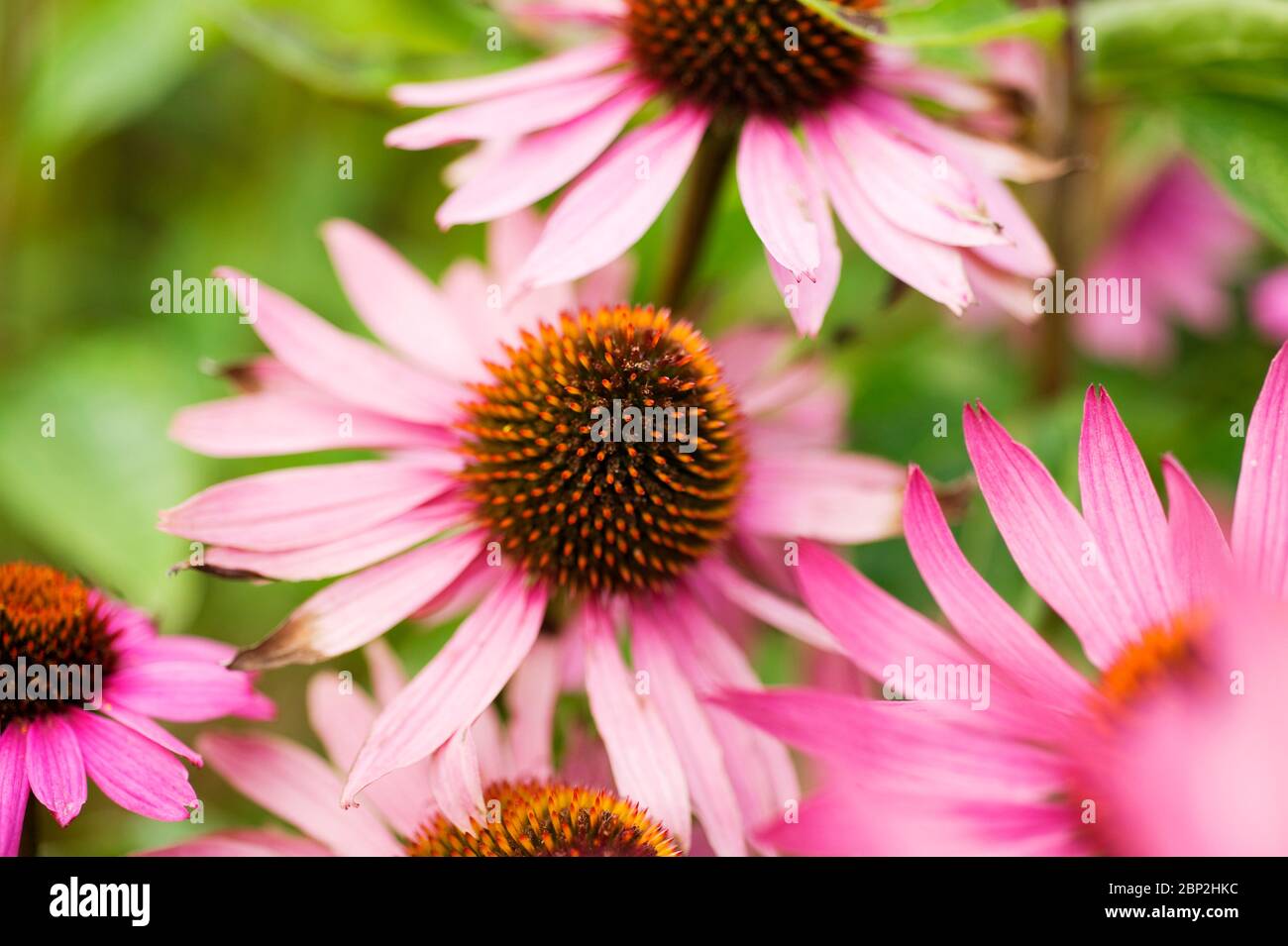 Echinacea purpurea, magnus, Eastern purple coneflower Stock Photo