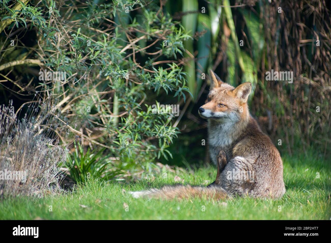Fully grown fox hi-res stock photography and images - Alamy