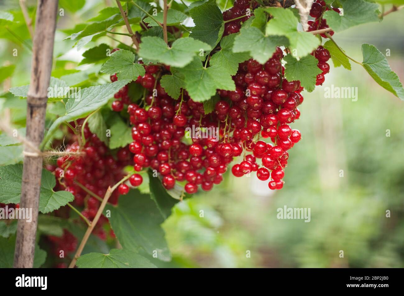 Red Currant ‘Jonkheer van Tets’ Ribes Rubrum Stock Photo - Alamy