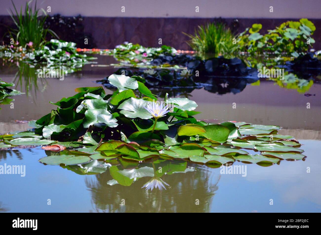 Small lily pond hires stock photography and images Alamy