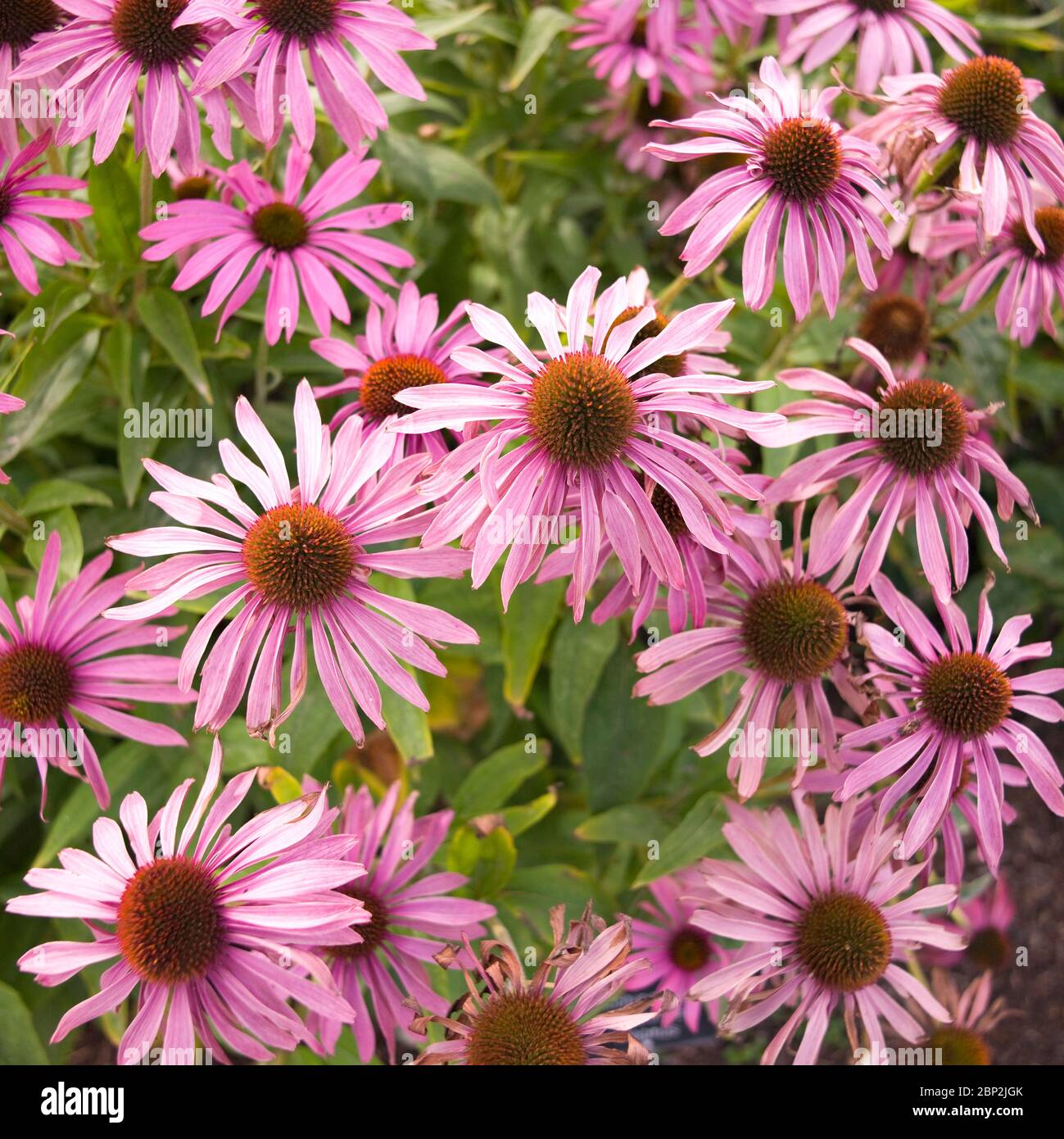 Echinacea (Echinacea purpurea Stock Photo Alamy