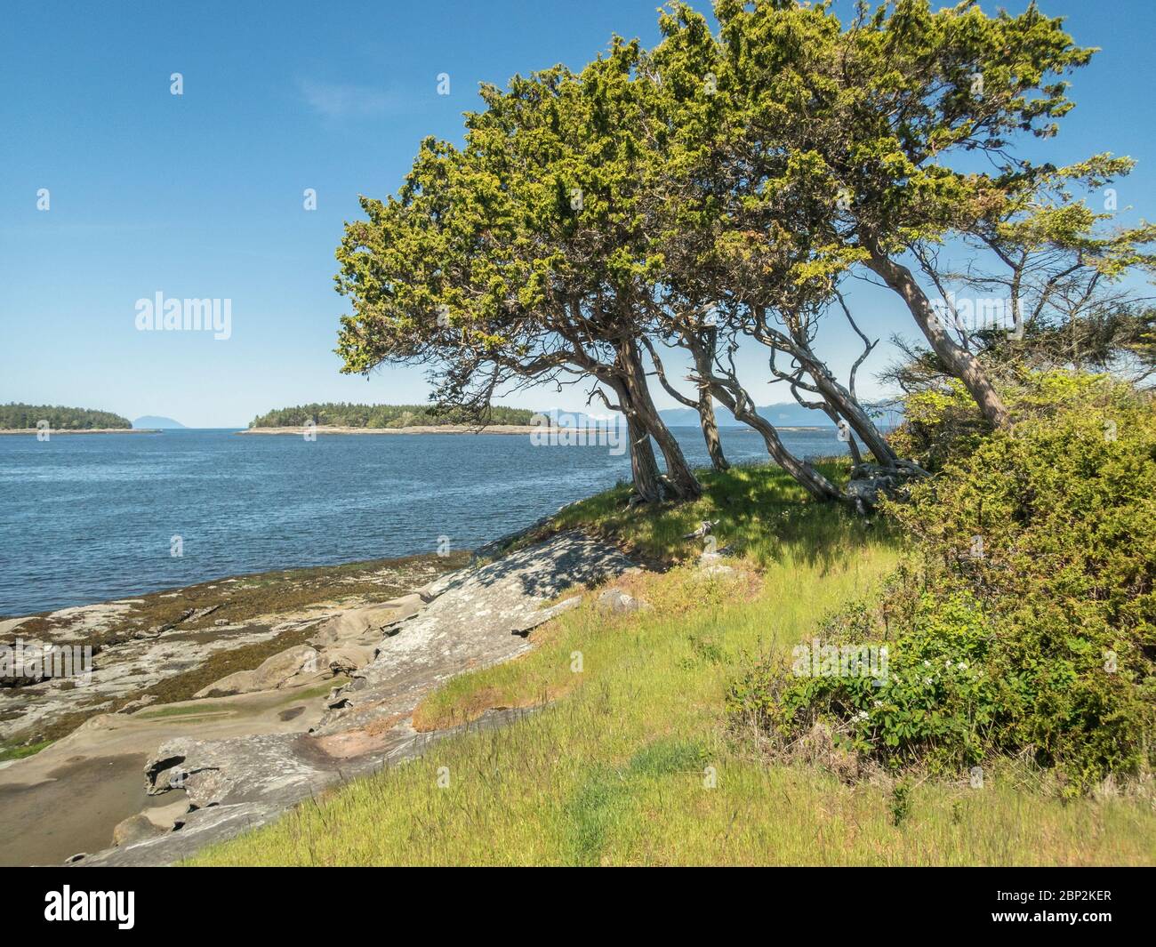 On a bright spring day,indswept juniper trees grow on an exposed islet in the British Columbia's Flat Top Islands, overlooking the Strait of Georgia. Stock Photo