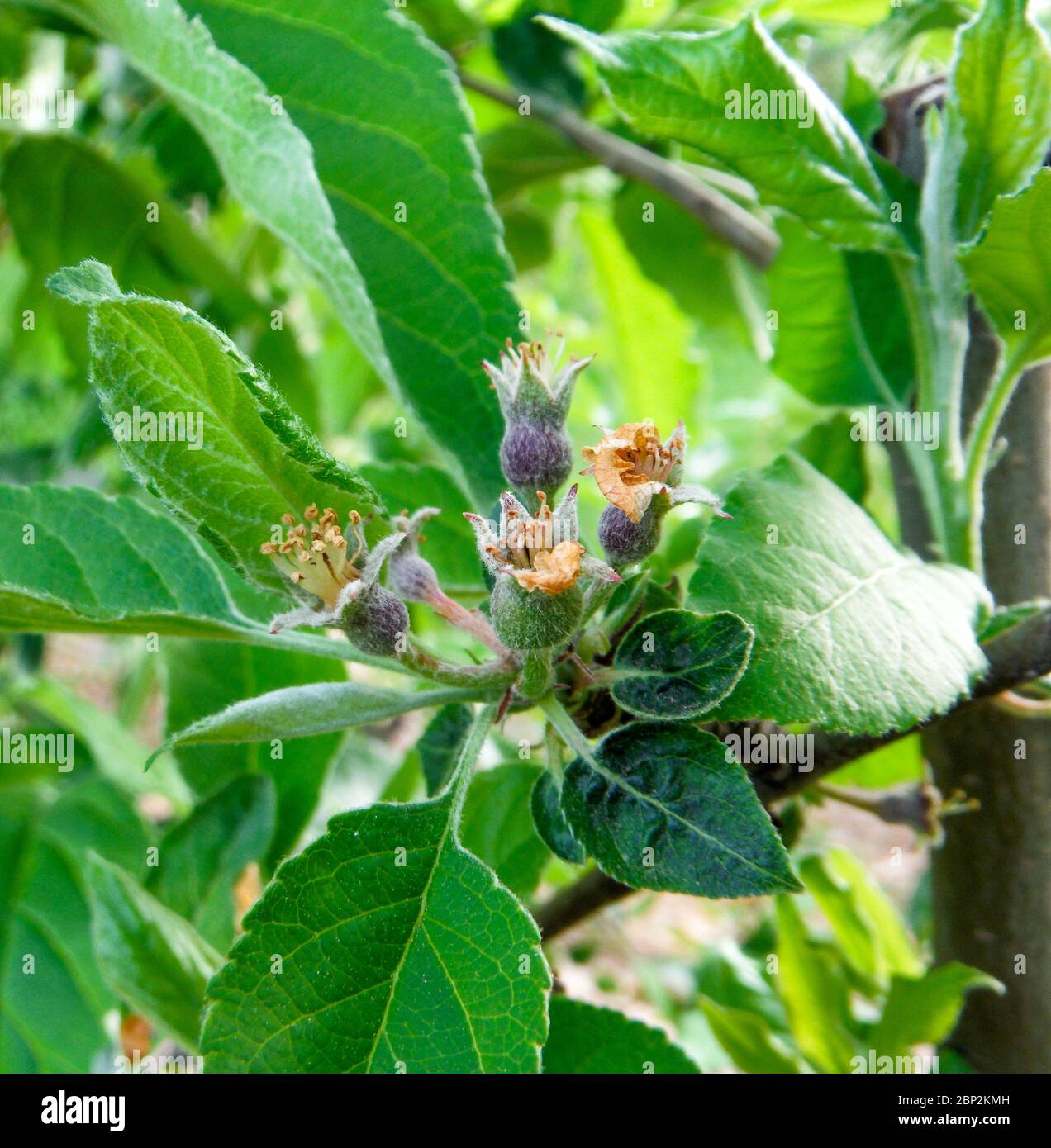 Young ripening apple fruits in orchard hi-res stock photography and ...