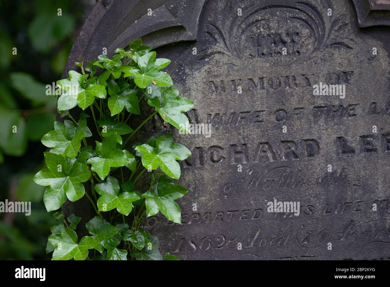 Ivy growing on old headstone in cemetary. Holy Trinity Church. Wordsley. West Midlands. UK Stock Photo