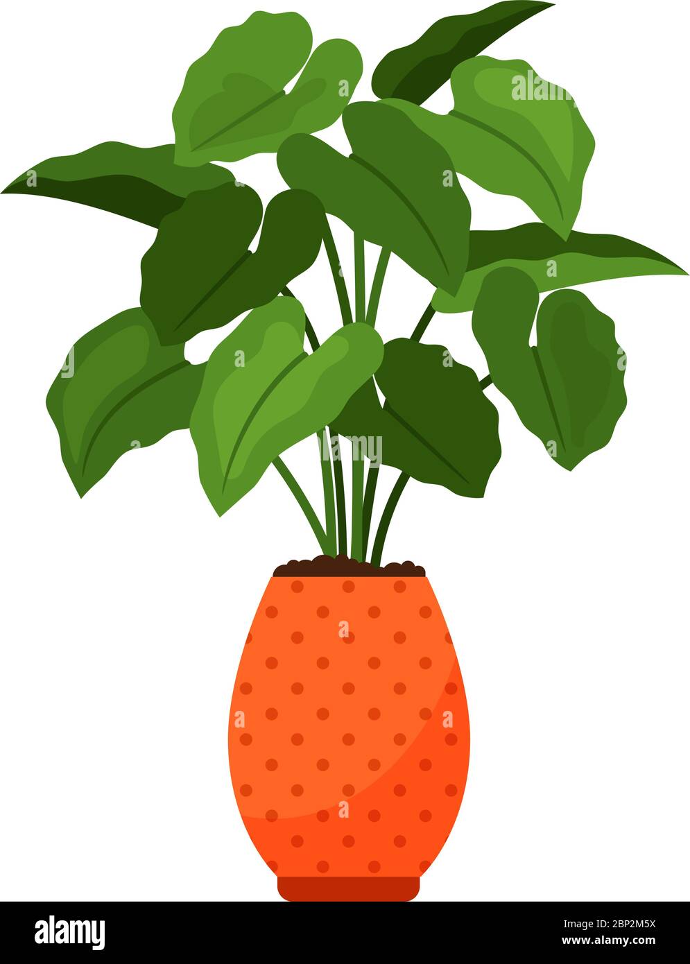 indoor live plants for sale 10 Pack Live Mini House Plants in 2” Pots, Indoor Plant Assortment main image 1