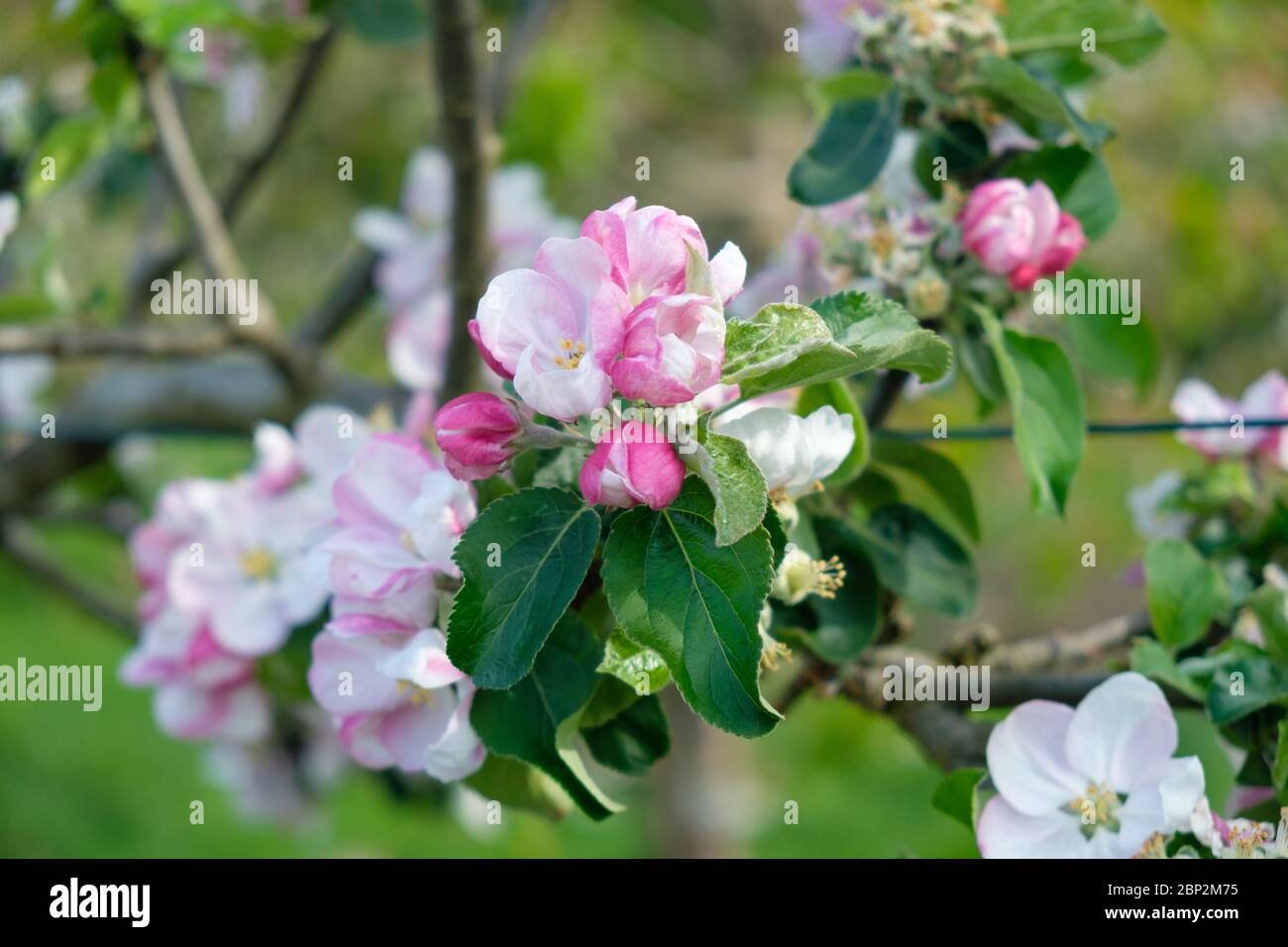 Orchard plot hi-res stock photography and images - Alamy