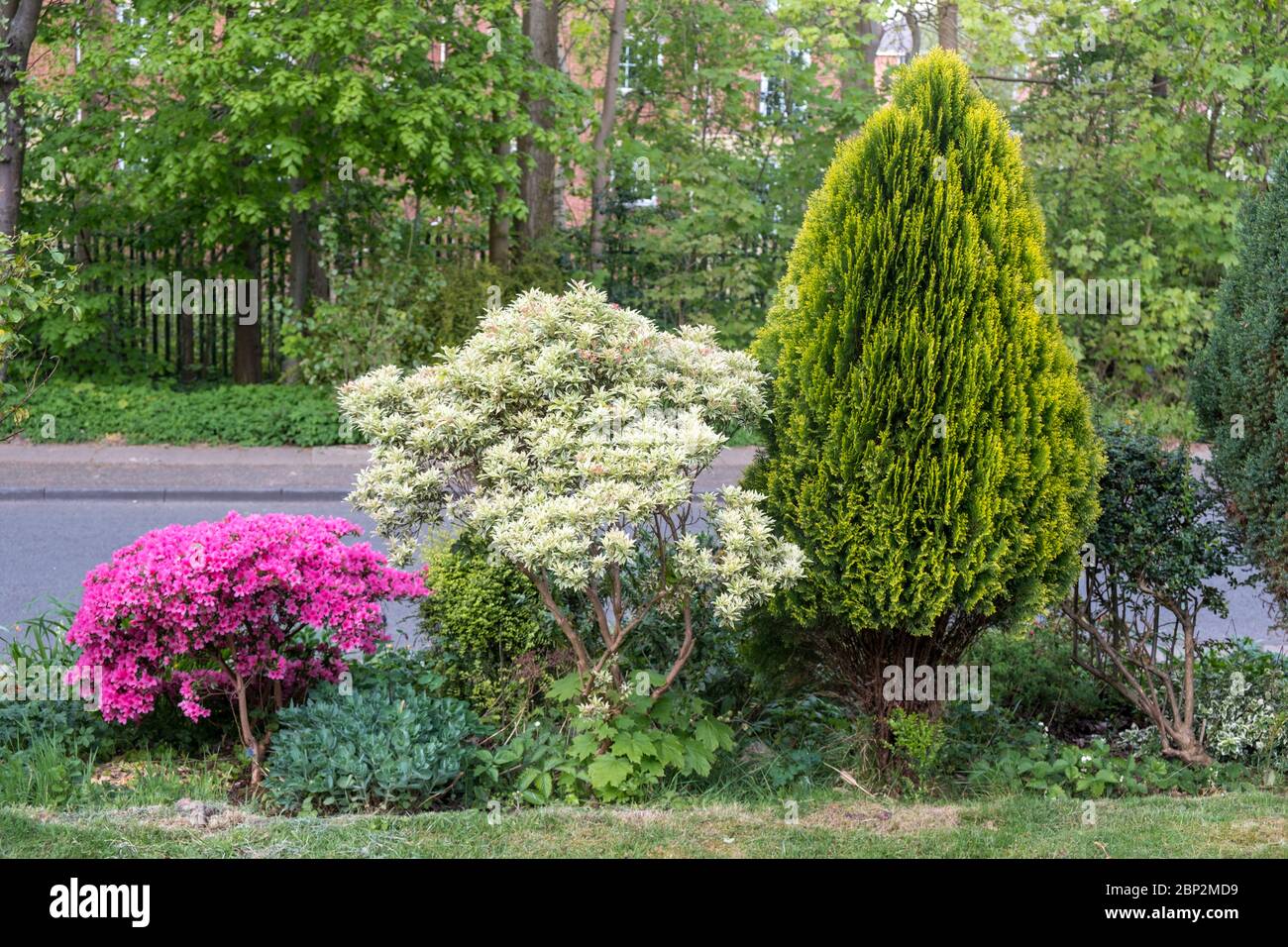 Pink Azalea Garden Forest High Resolution Stock Photography And Images Alamy