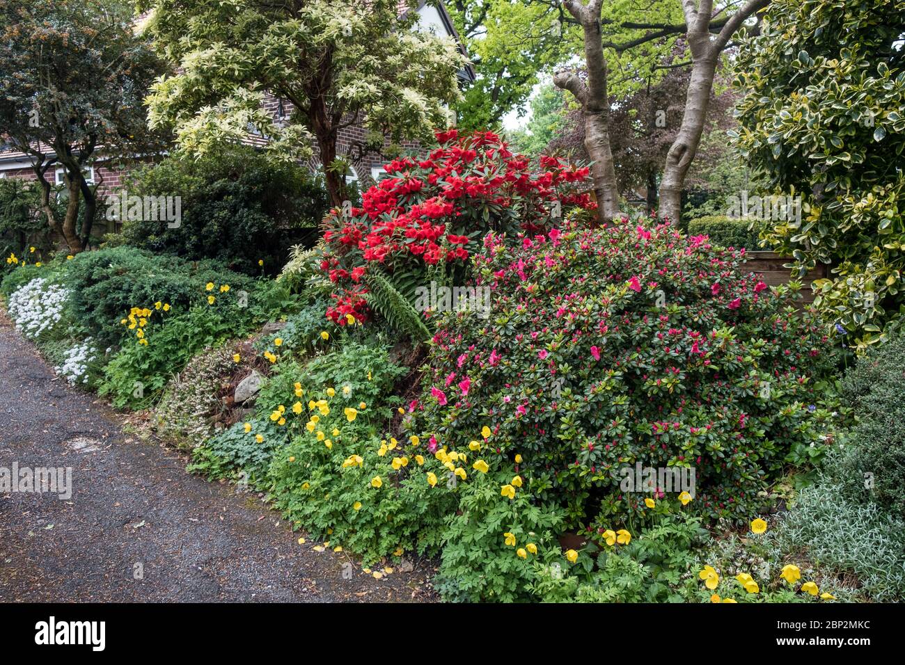 Red rhododendron and pink azalea in flower in spring in front garden of house, UK Stock Photo