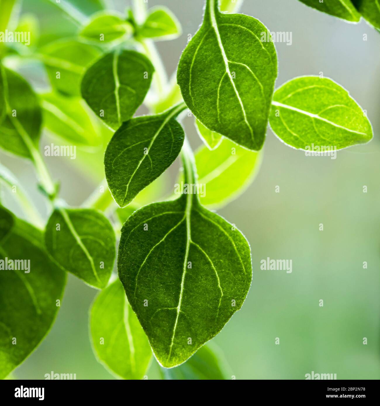 Closeup of the tiny green leaves of a basil plant, variety Piccolino Stock Photo
