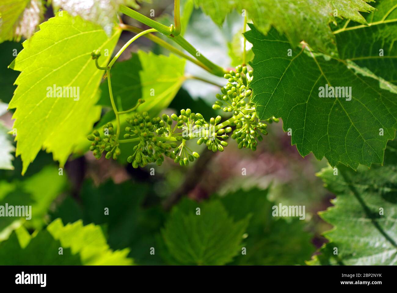 Vineyard in spring in Sardinia, Italy Stock Photo