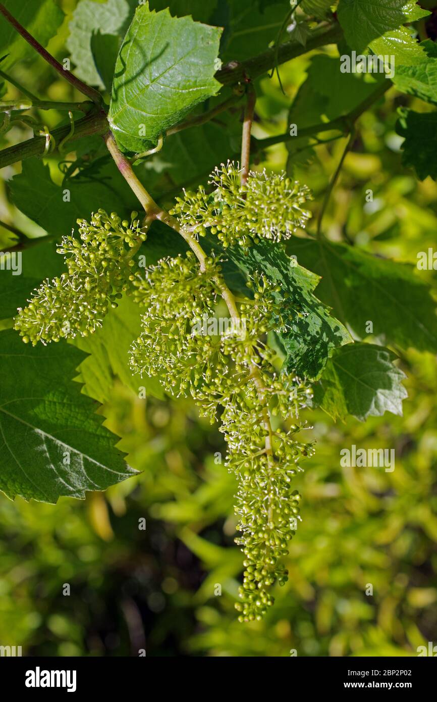 Vineyard in spring in Sardinia, Italy Stock Photo