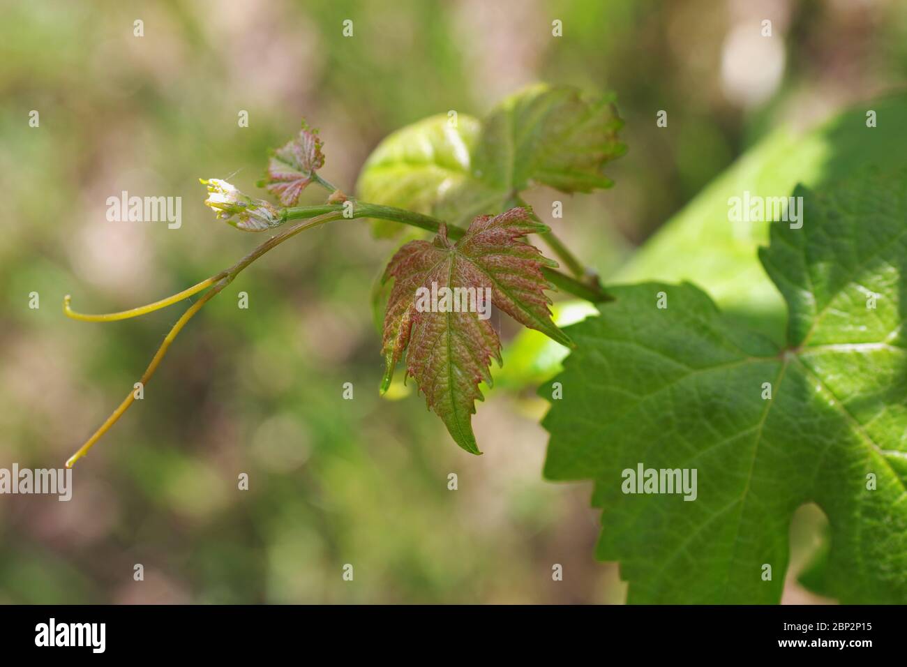 Vineyard in spring in Sardinia, Italy Stock Photo