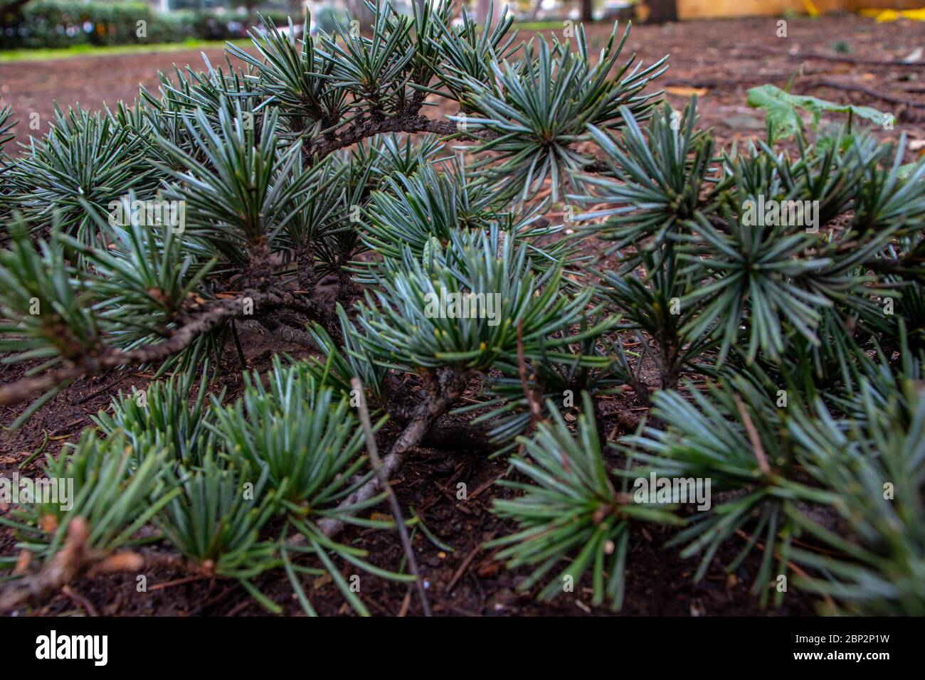 Rome, the branches of Pino have fallen in the park. The needles are still green. Stock Photo
