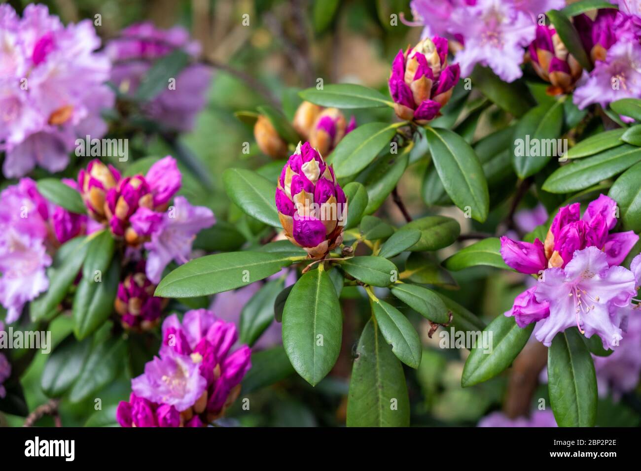 Purple rhododendron buds and flowers in spring in UK garden Stock Photo