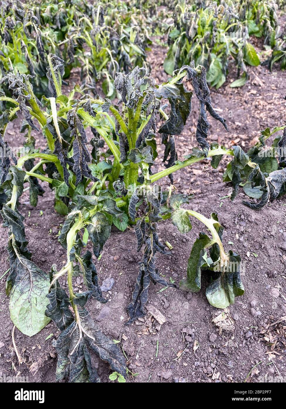 Frost damaged potato plants on a UK allotment in May Stock Photo Alamy