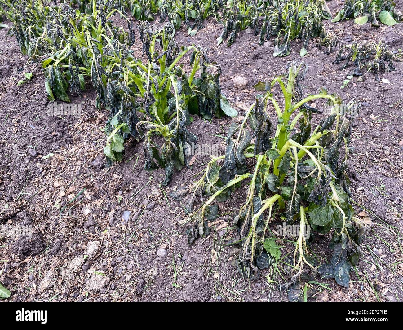 Frost damaged potato foliage hires stock photography and images Alamy
