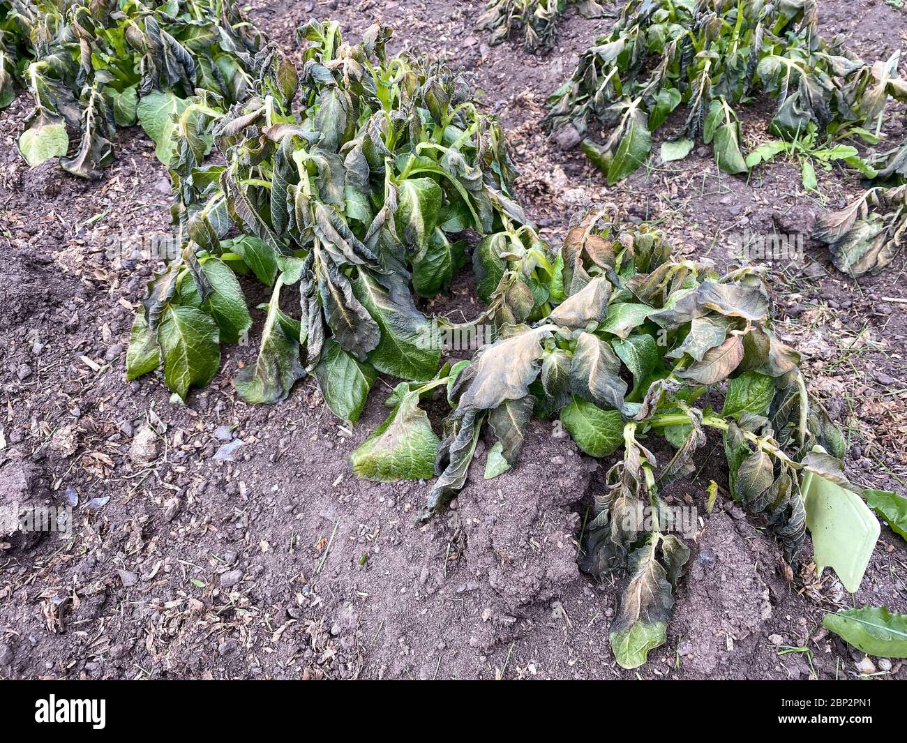 Frost damaged potato plants on a UK allotment in May Stock Photo Alamy