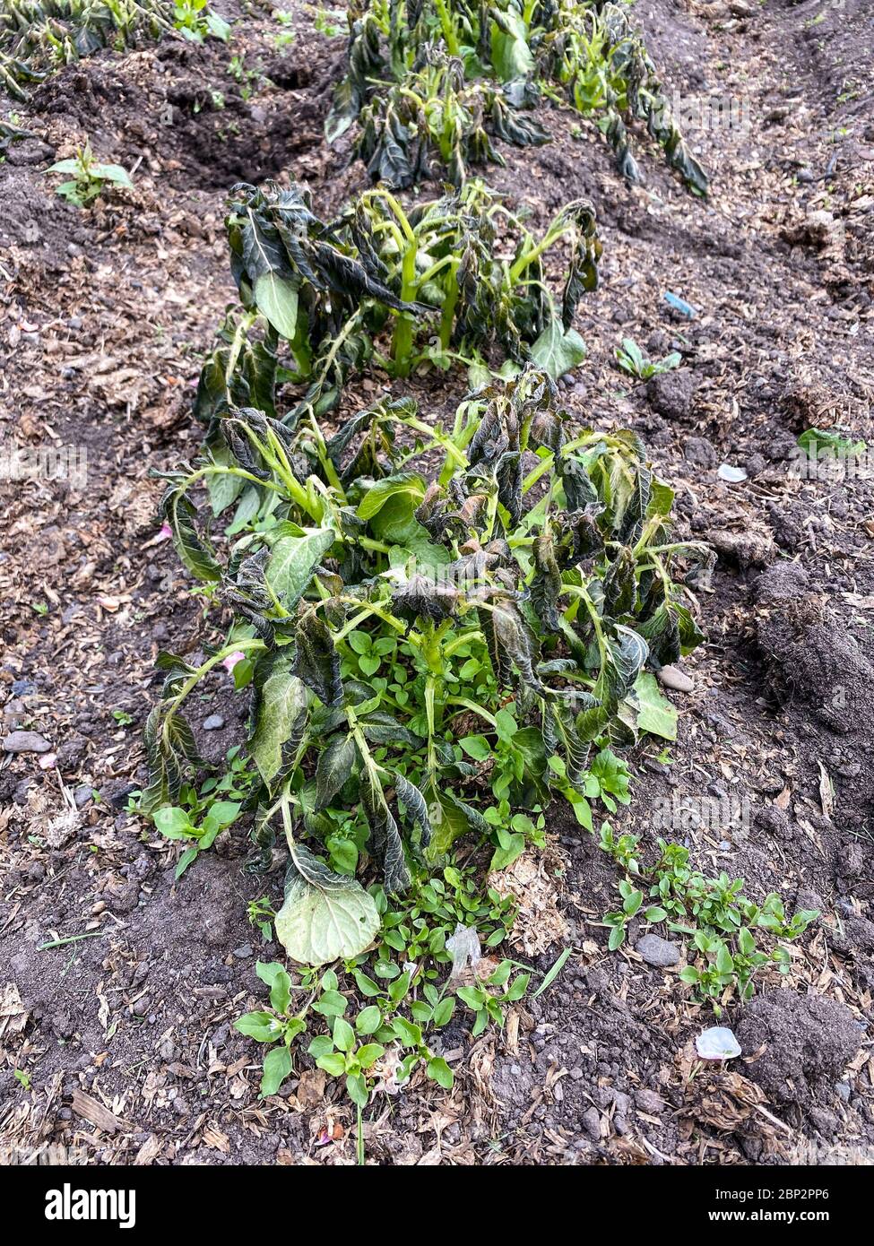 Frost damaged potato foliage hires stock photography and images Alamy