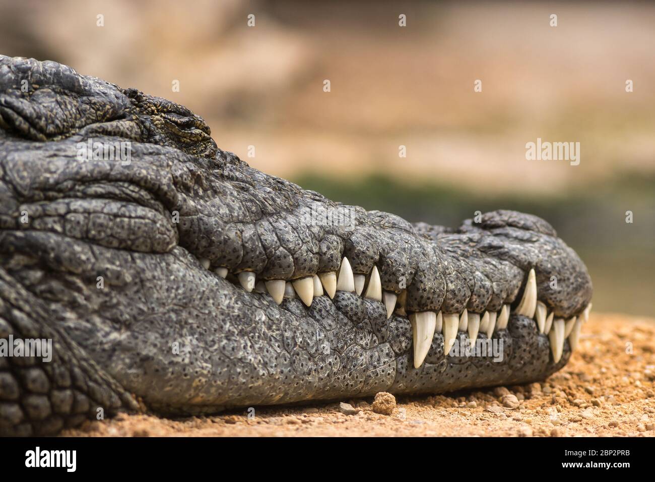 Nile Crocodile Crocodylus Niloticus Close up Detail Of Teeth Of The nile-crocodile-crocodylus-niloticus-close-up-detail-of-teeth-of-the