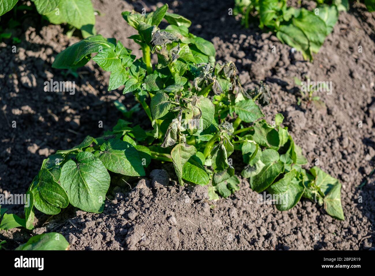 Frost damaged potato plants on a UK allotment in May Stock Photo Alamy