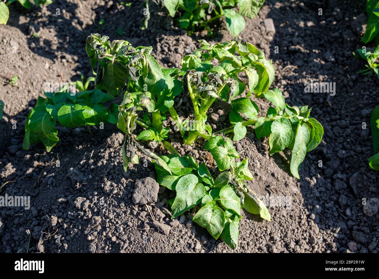 Potato leaves frost damage hires stock photography and images Alamy