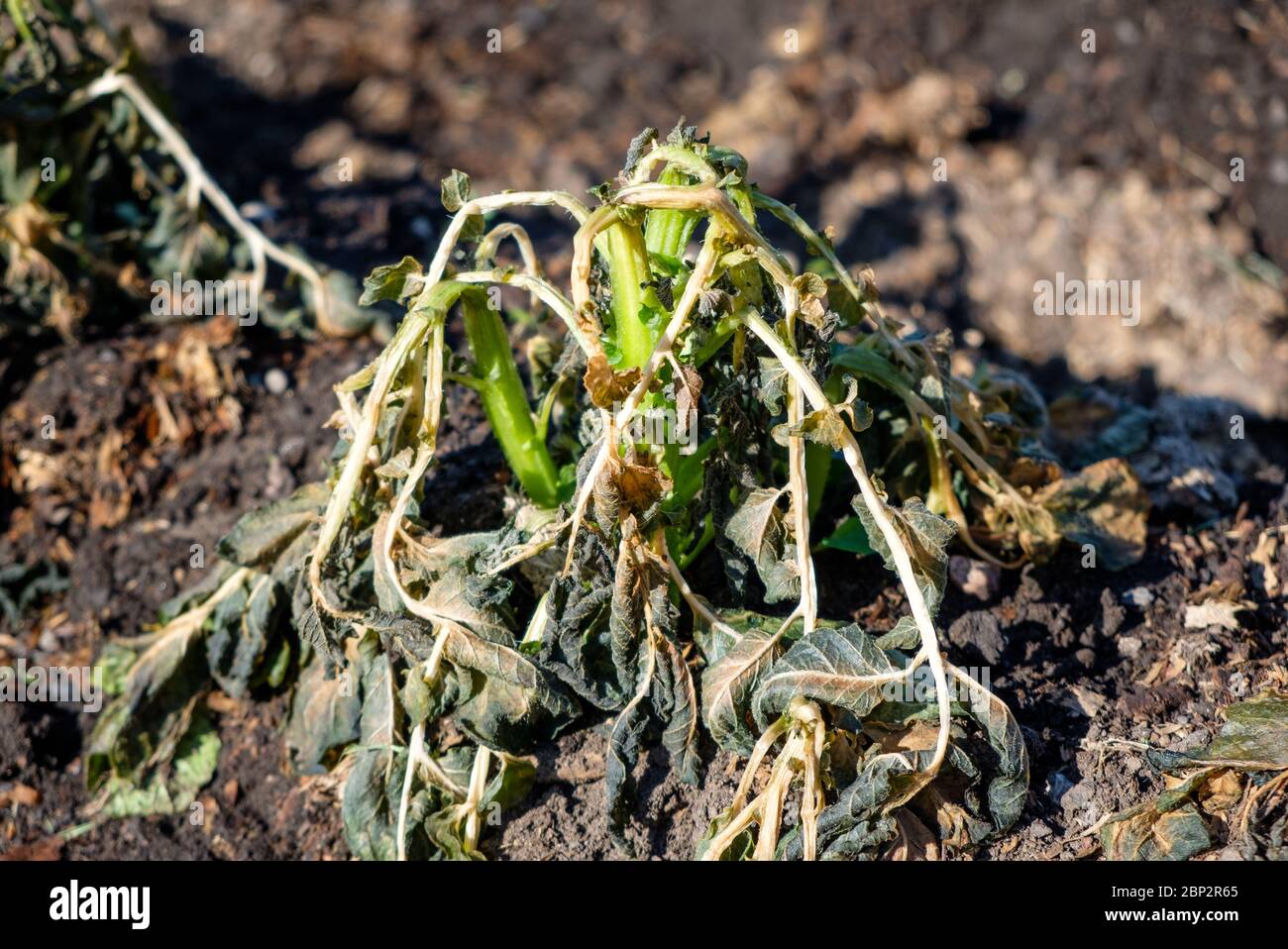 Potato leaves frost damage hires stock photography and images Alamy