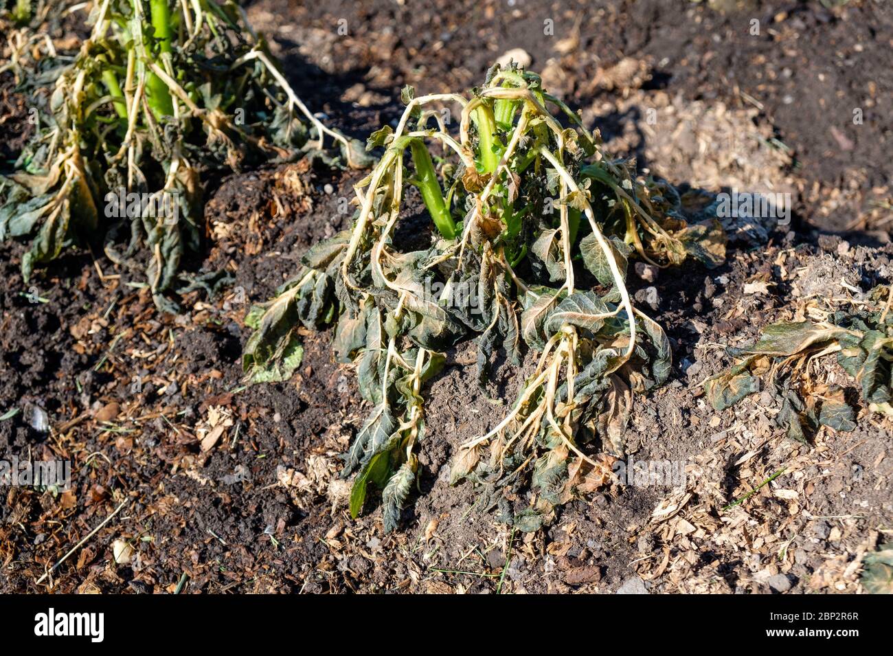 Frost damaged potato plants on a UK allotment in May Stock Photo Alamy