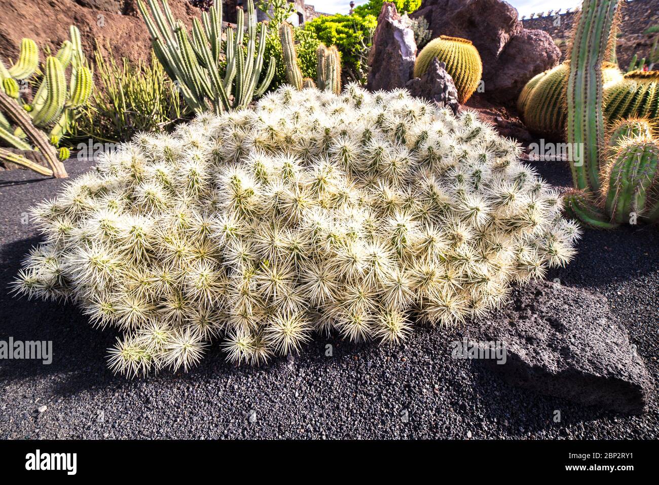 View of Opuntia Tunicata in Jardin de Cactus of  Lanzarote, Canary Islands, in Spain Stock Photo