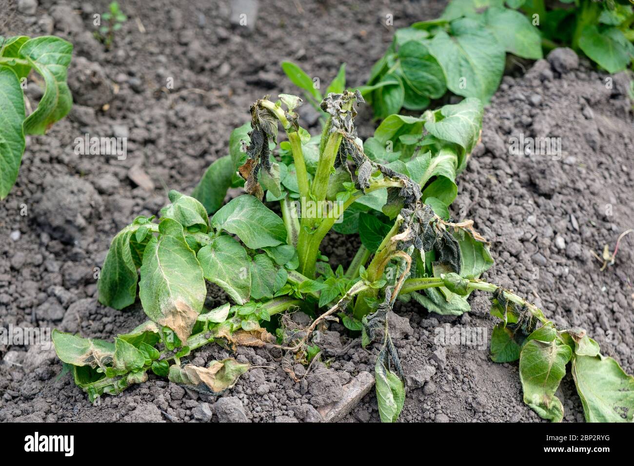 Frost damaged potato plants on a UK allotment in May Stock Photo Alamy