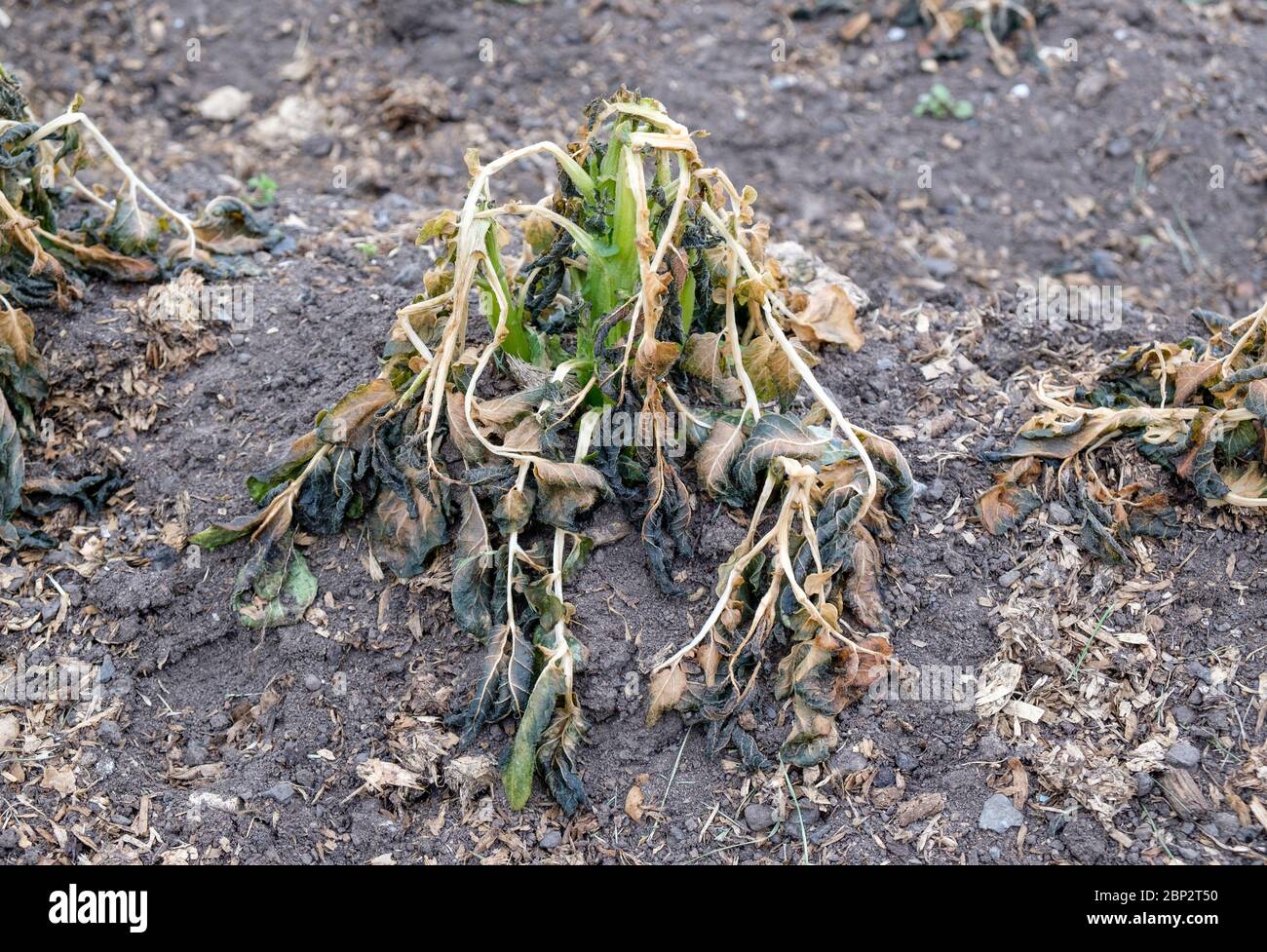 Frost damaged potato plants on a UK allotment in May Stock Photo Alamy