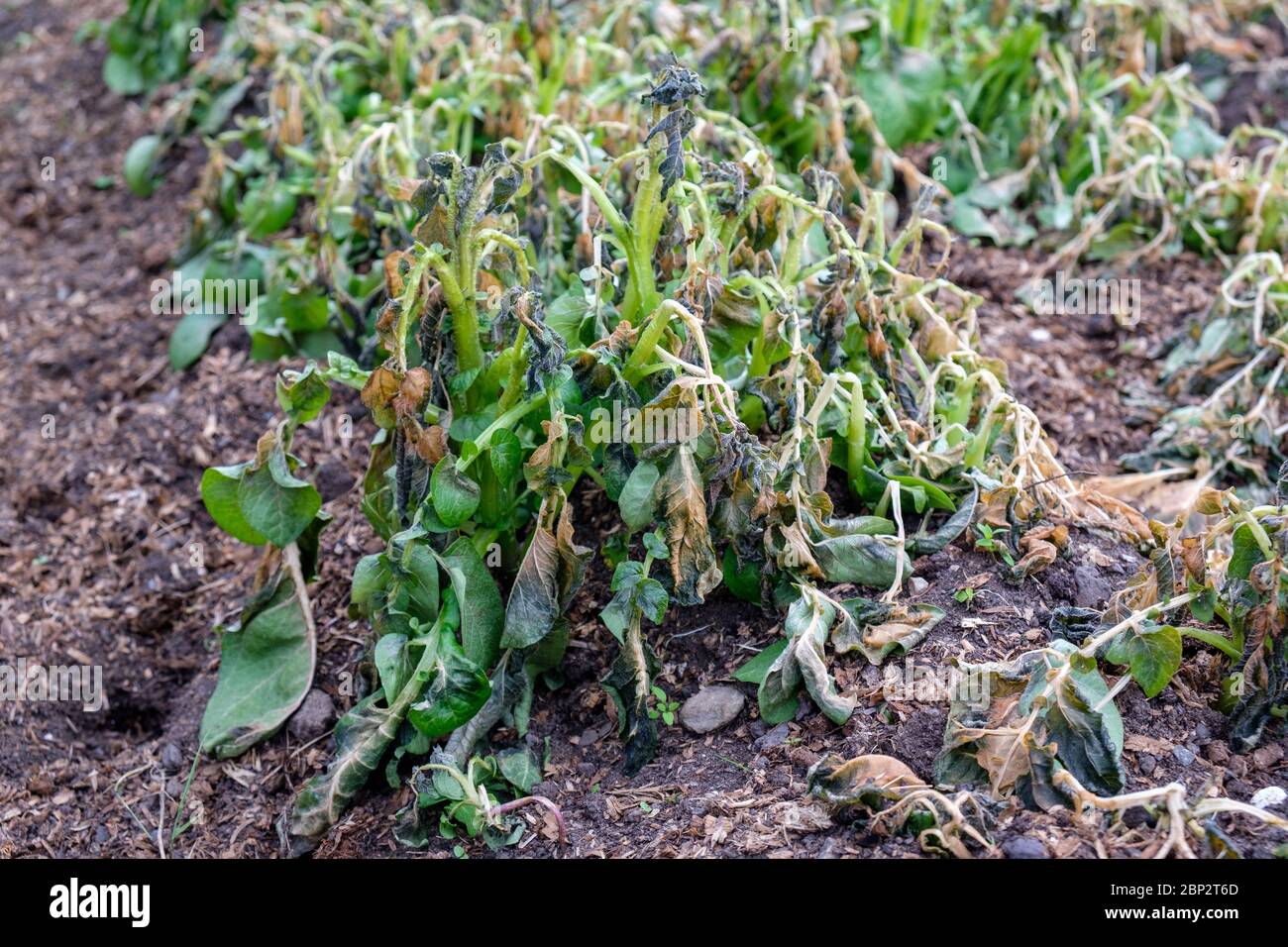 Frost damaged potato plants on a UK allotment in May Stock Photo Alamy