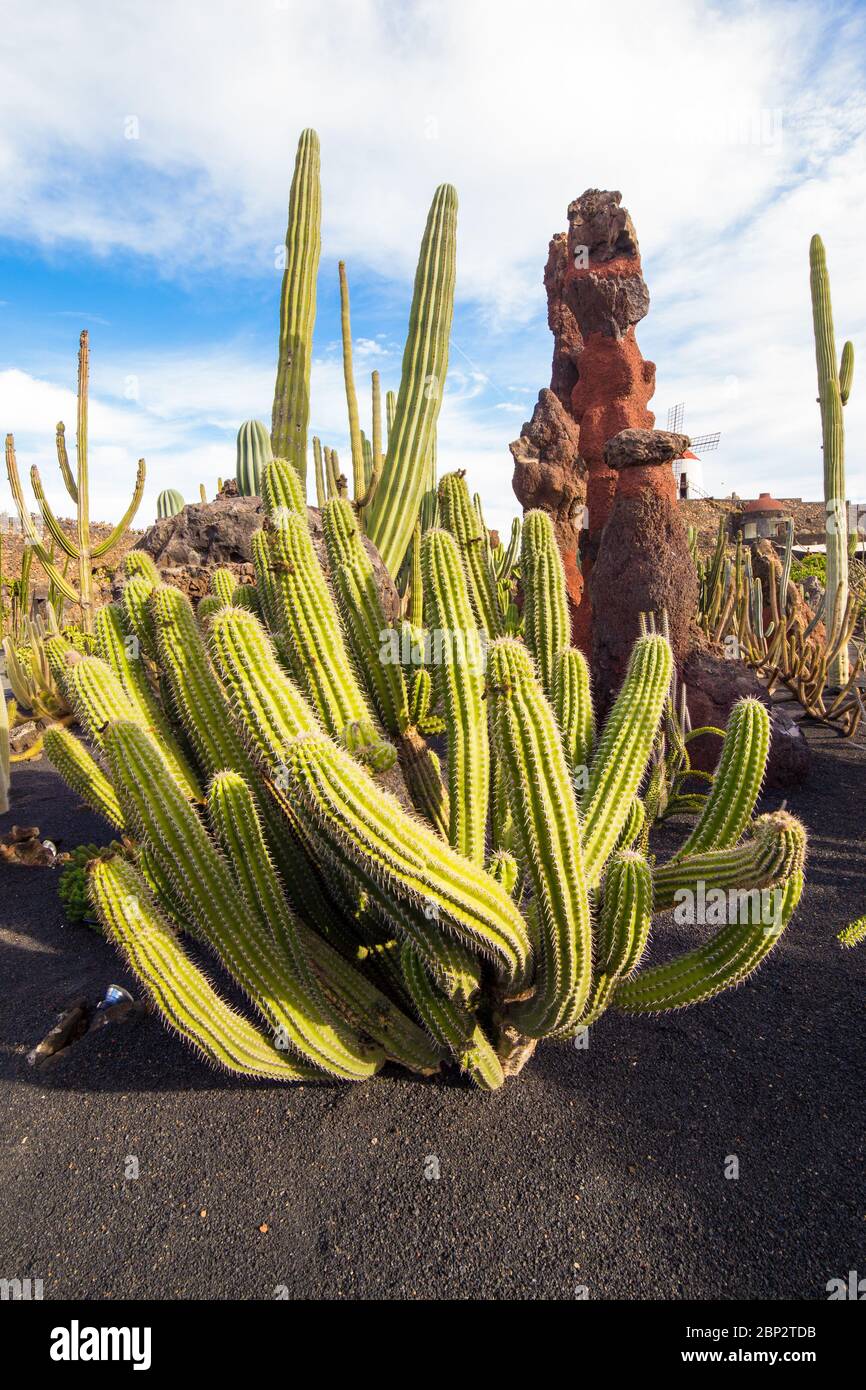 Cactus San Pedro, in Jardin de Cactus,  Lanzarote, Canary Islands, in Spain Stock Photo
