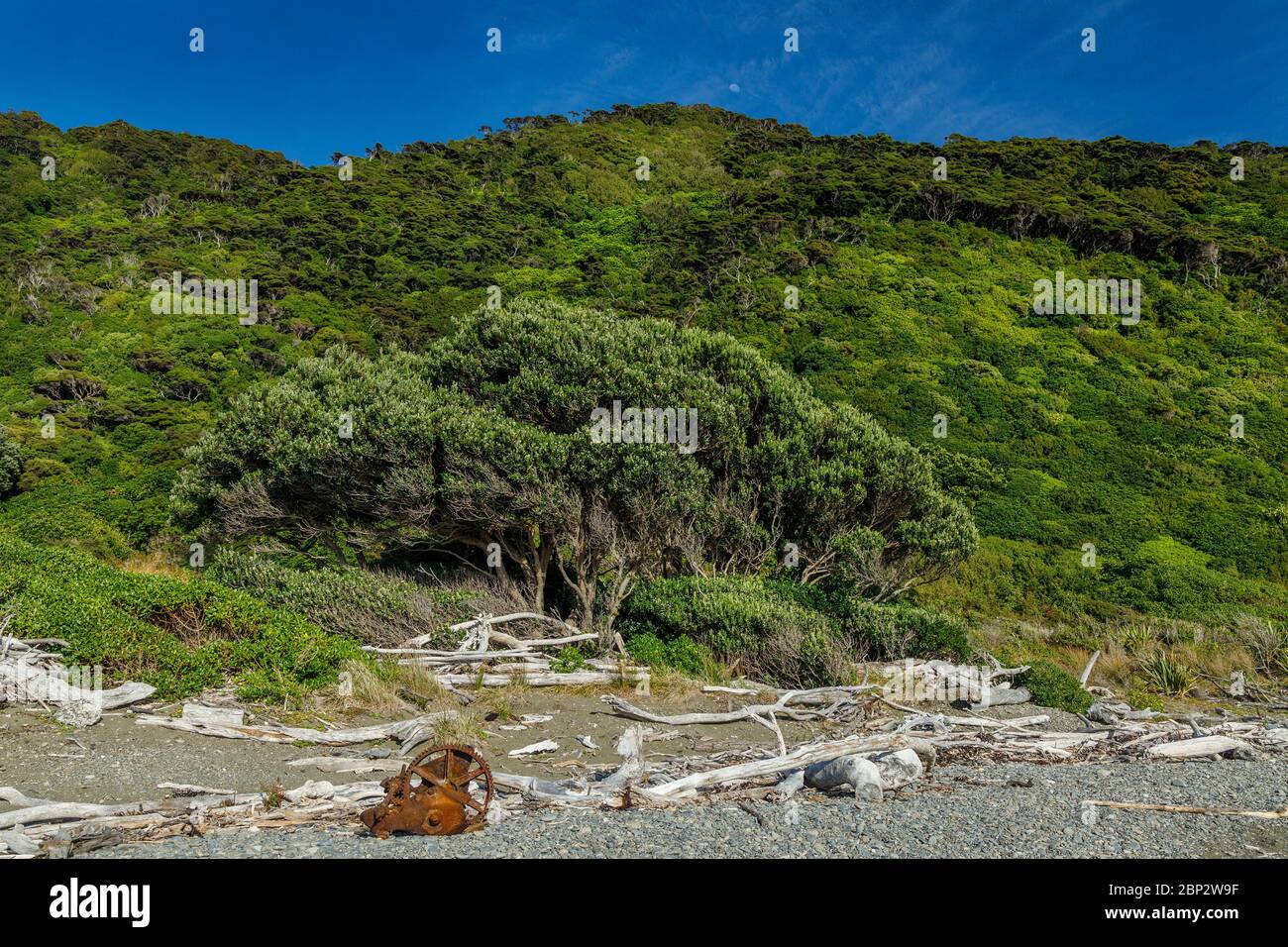 The beach on Kapiti Island, New Zealand. Strewn with driftwood. The island is a carefully managed bird and wildlife sanctuary. Stock Photo