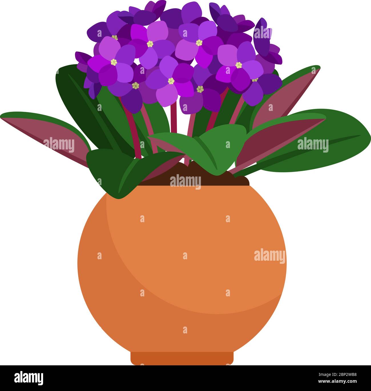 Potted primrose plant Stock Vector Images Alamy