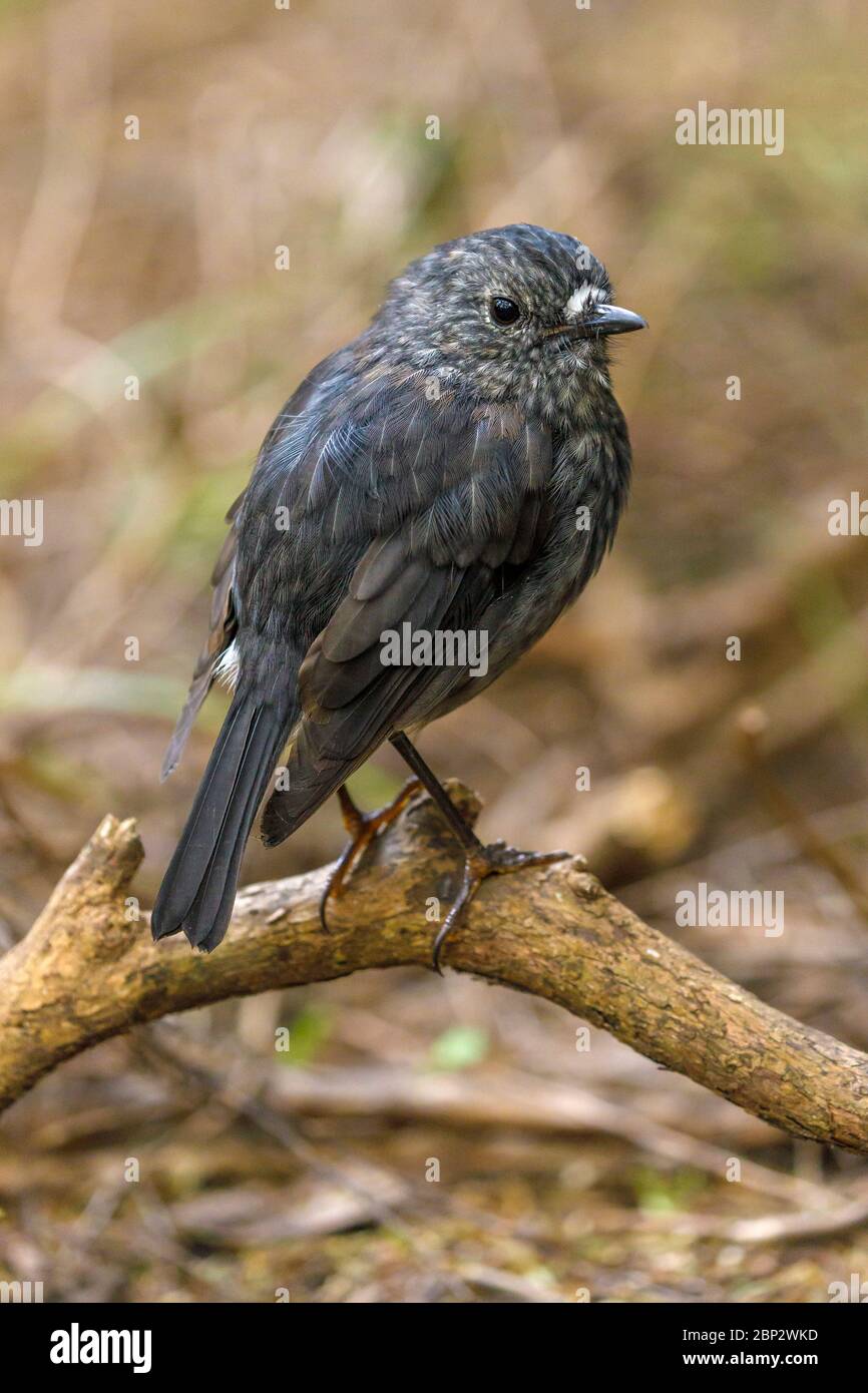 The North Island robin, Petroica australis longipes, known as Toutouwai in Maori, on Kapiti Island, New Zealand. Stock Photo