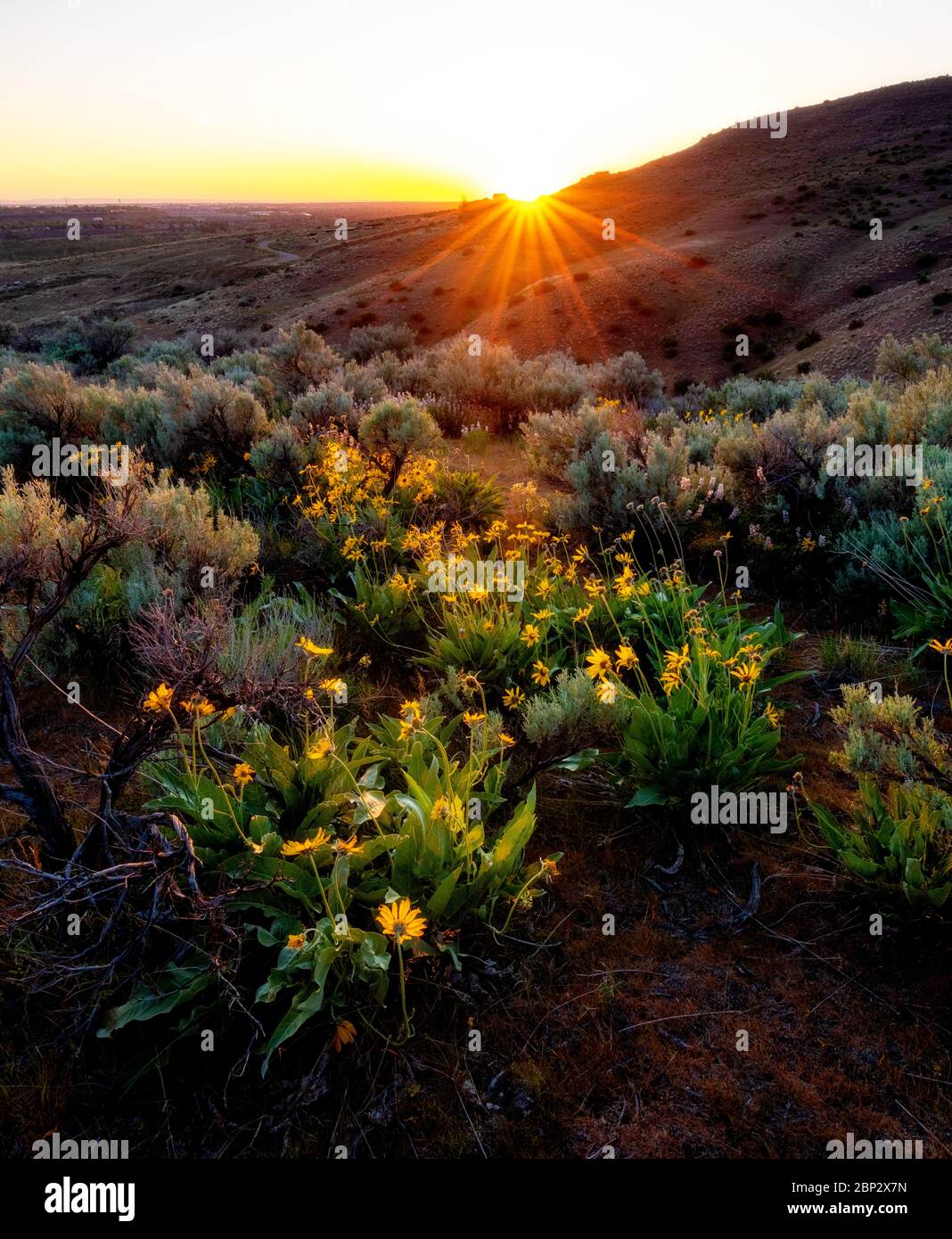 Wildflowers in nature hi-res stock photography and images - Alamy
