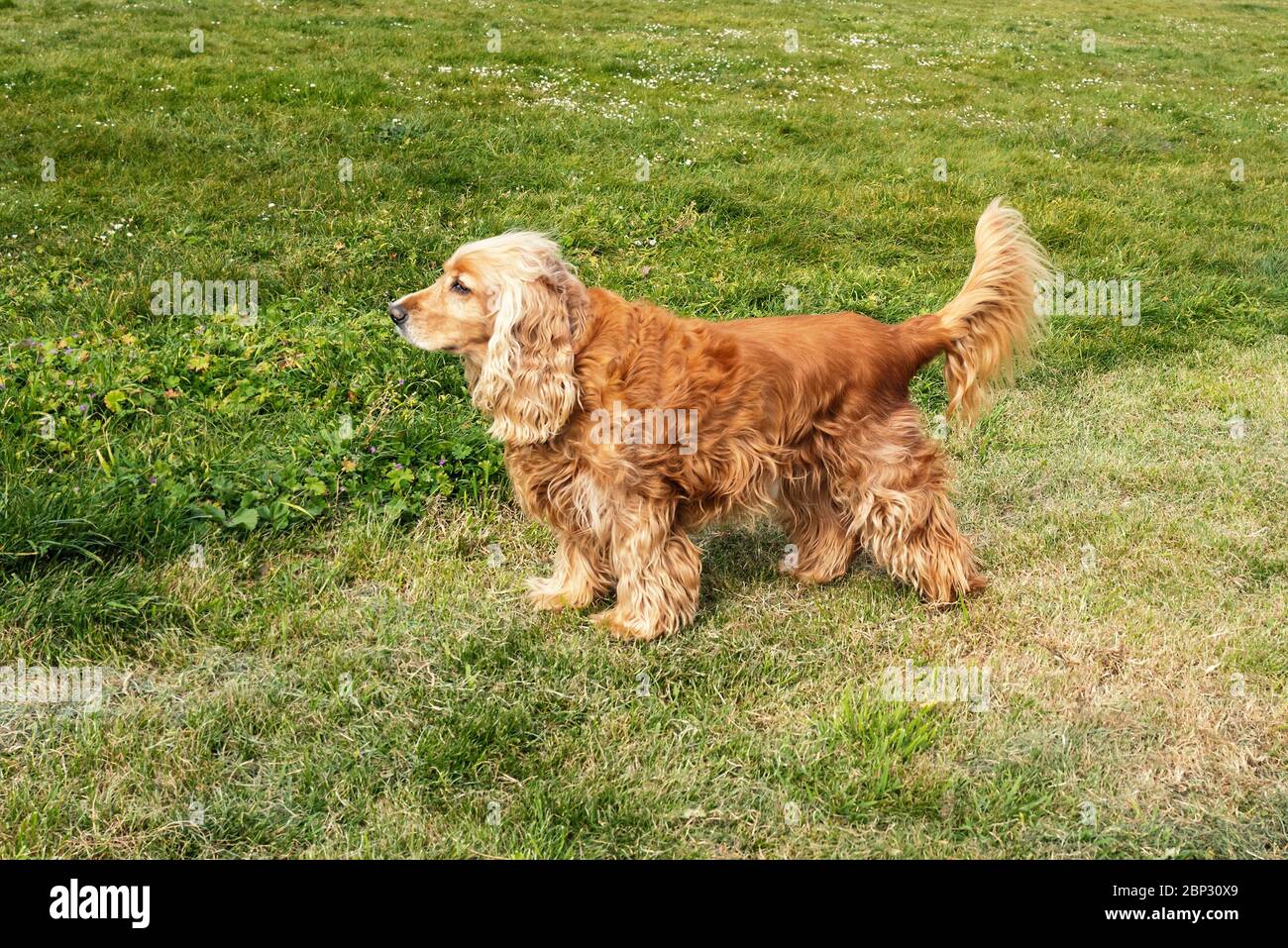 Cocker spaniel tail 2025