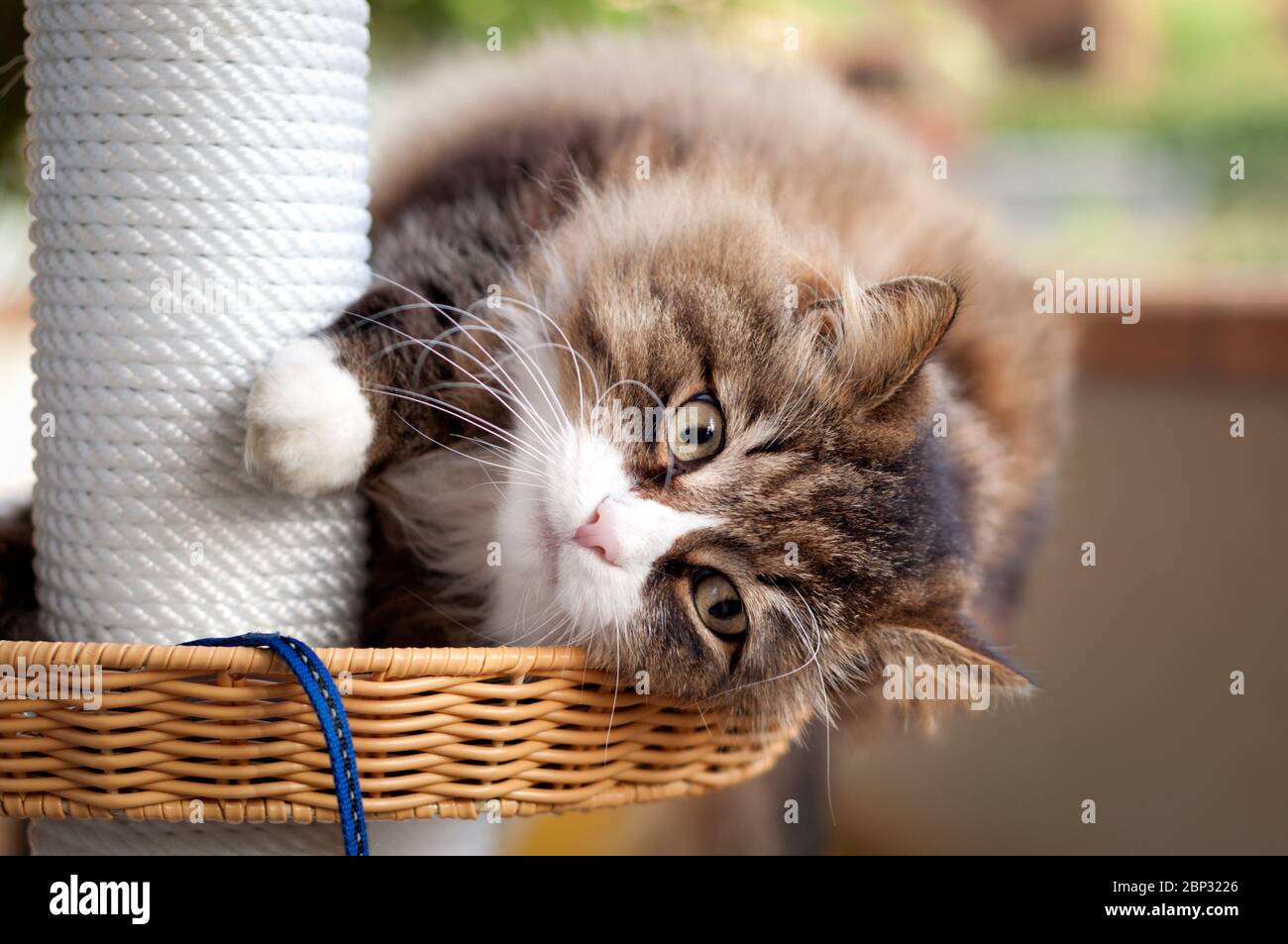 beautiful close-up of a lying cat looking at camera on the scratching tower. funny cat Stock Photo