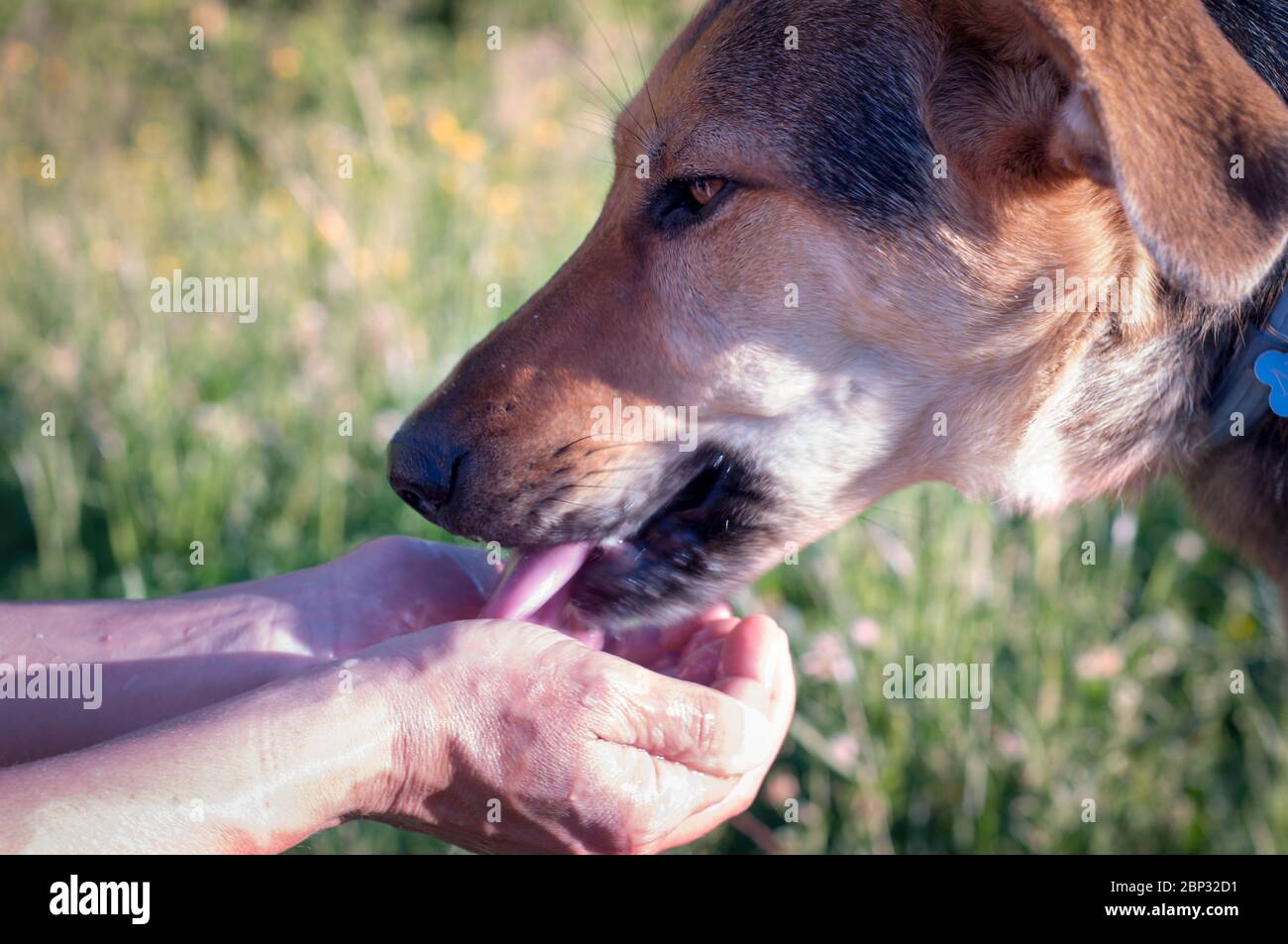 Can A Dog Drink Through A Muzzle