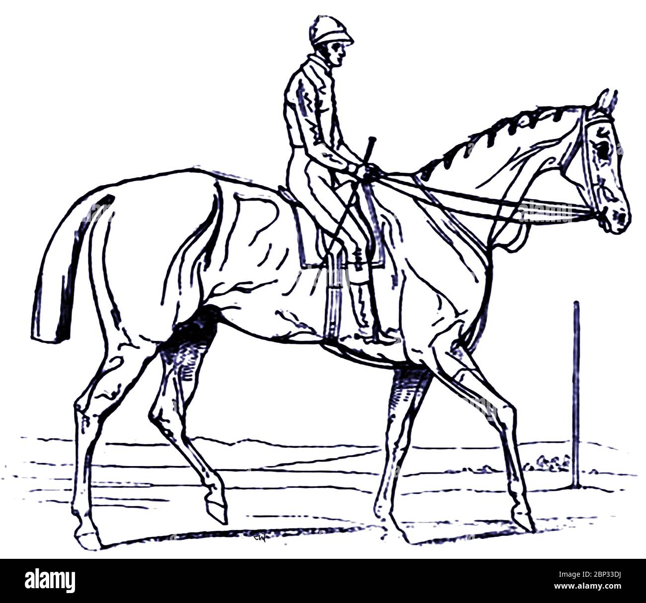 A sketch of Attila winner of the 1842  Epsom Derby (UK) and his jockey Bill Scott, drawn on the racecourse immediately after the race. Attila (1839–1846) was a British Thoroughbred racehorse stallion and sire. He died at   age seven from injuries sustained in an accident on board a ship in the English Channel. Breeder was Colonel Hancox, trainer John Scott and owner Major General George Anson. The rider is William 'Bill' Scott brother of the trainer from Whitewall Stables in Malton, North Yorkshire. Bill is stated to have said on his deathbed that 'had never pulled a horse in his life' Stock Photo