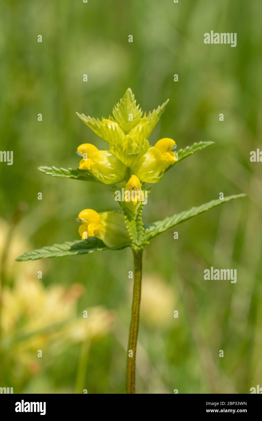 Yellow rattle (Rhinanthus minor) wildflower, a semi-parasitic flowering plant of grassland at Magdalen Hill Down, Hampshire, UK Stock Photo
