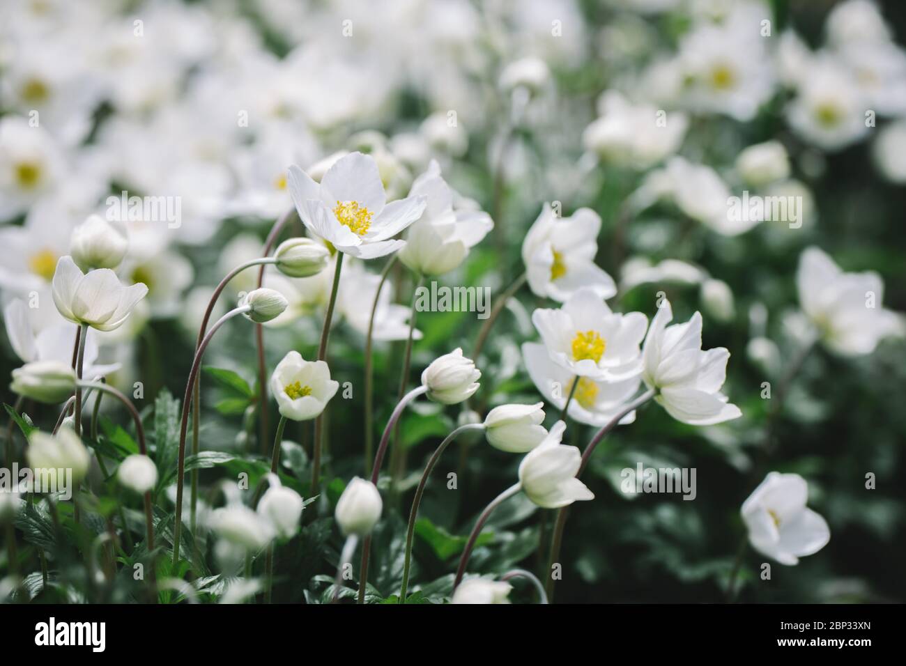 Beautiful  white anemona flowers in the spring garden.  Selective focus. Stock Photo
