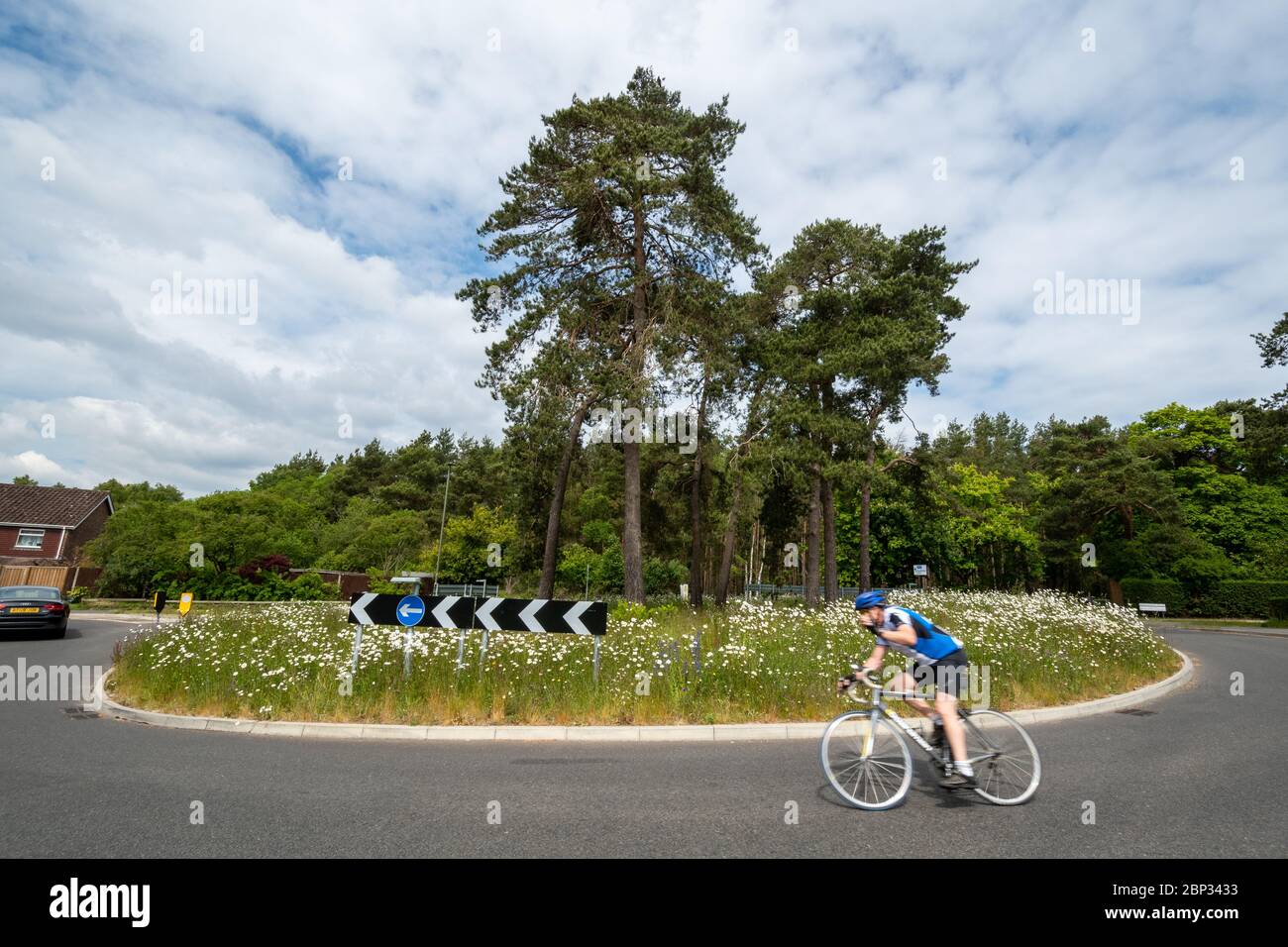 Wildflowers including oxeye daisies( Leucanthemum vulgare) on a roundabout in Surrey, UK, during May, spring, with a cyclist passing Stock Photo