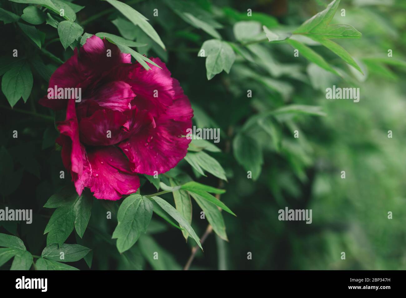 Beautiful dark pink peony in a spring garden after rain. Dark green ...