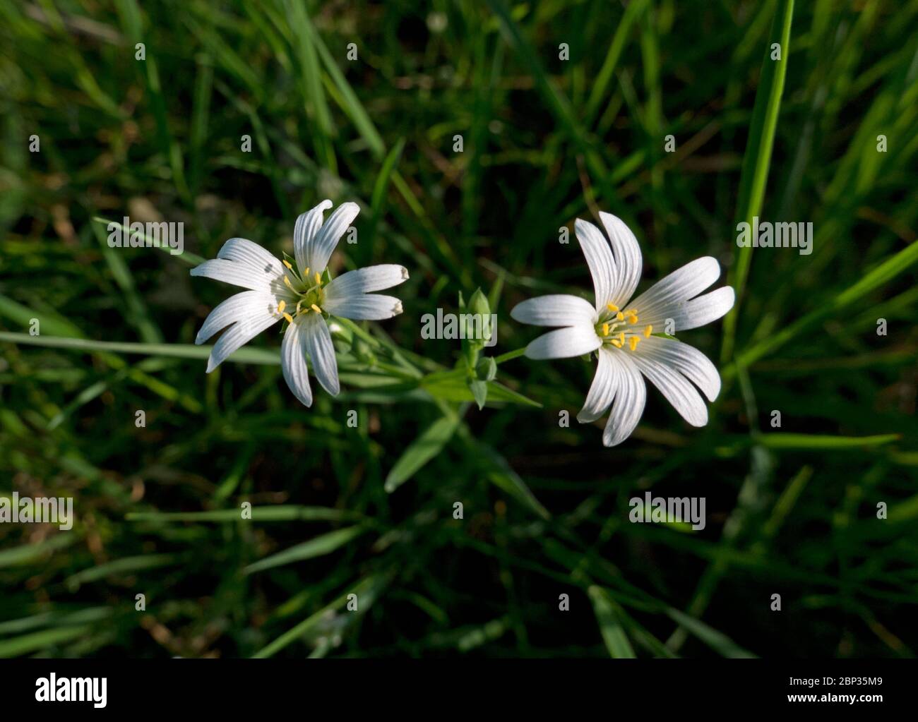 Two white flowers of Mouse-ear chickweed, also known as Common mouse-ear or Starweed between grass Stock Photo