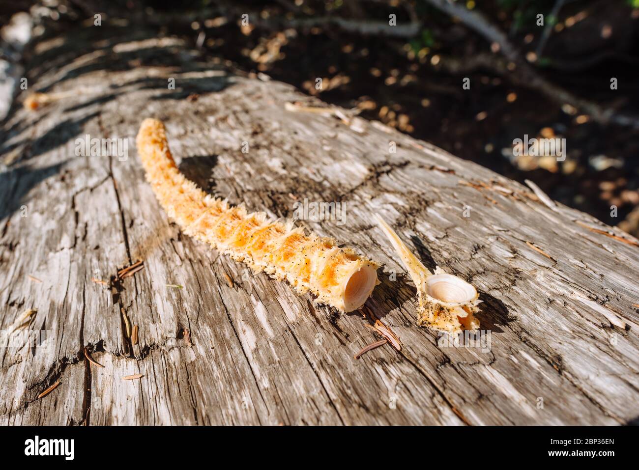 Unidentified animal vertebrae on a beach in Haida Gwaii, British Columbia Stock Photo - Alamy Unidentified animal vertebrae on a beach in Haida Gwaii, British Columbia Stock Photo - Alamy