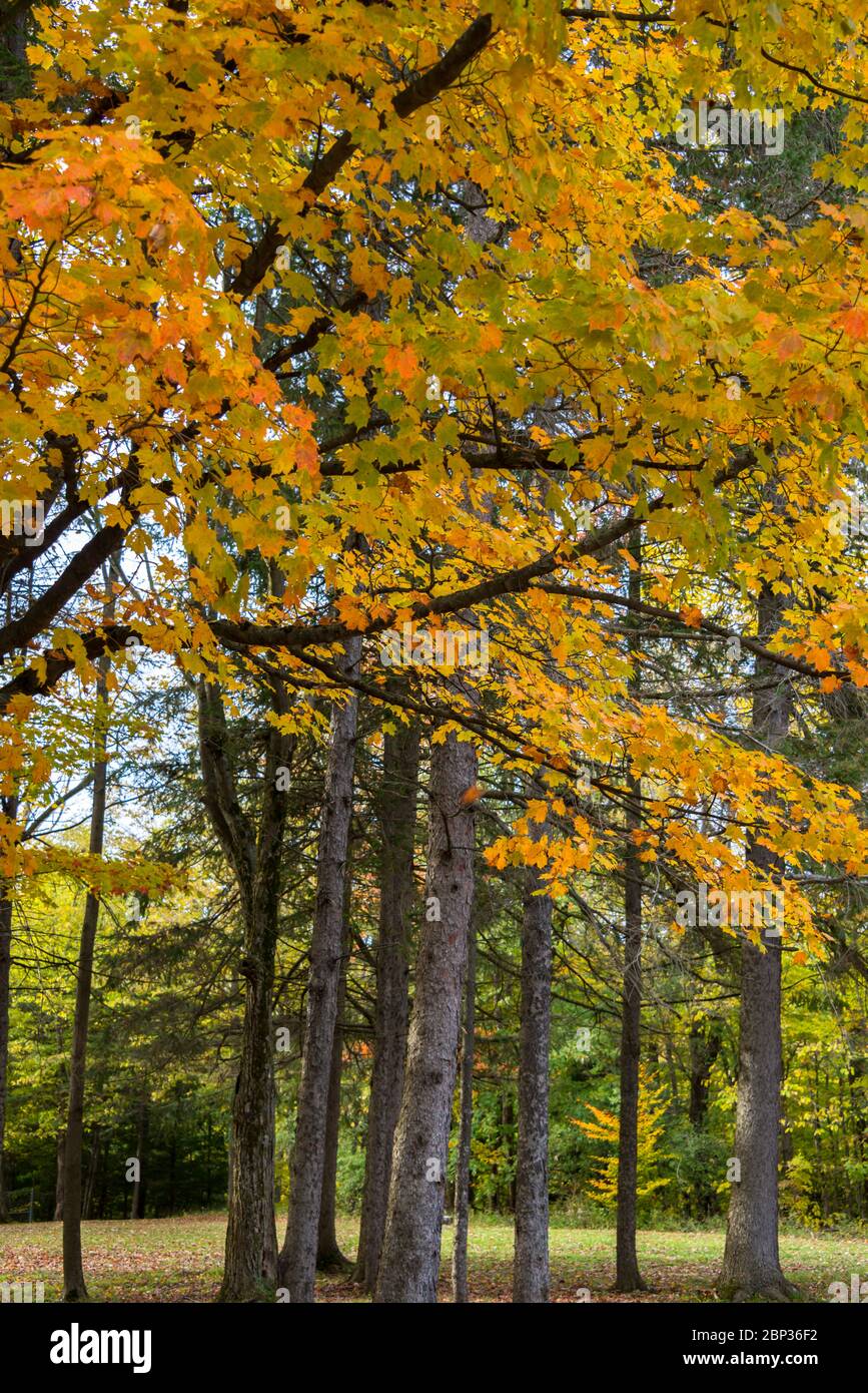 Maple Trees with Orange & Gold Leaves, Vertical Stock Photo